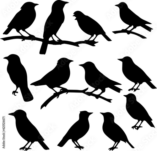 silhuette bird images