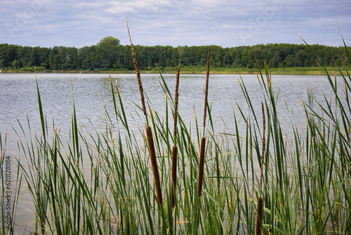 Fototapeta Naklejka Na Ścianę i Meble -  Ufer mit Schilf am Gorinsee, See in Brandenburg bei Berlin, Wandlitz, Brandenburg, Deutschland