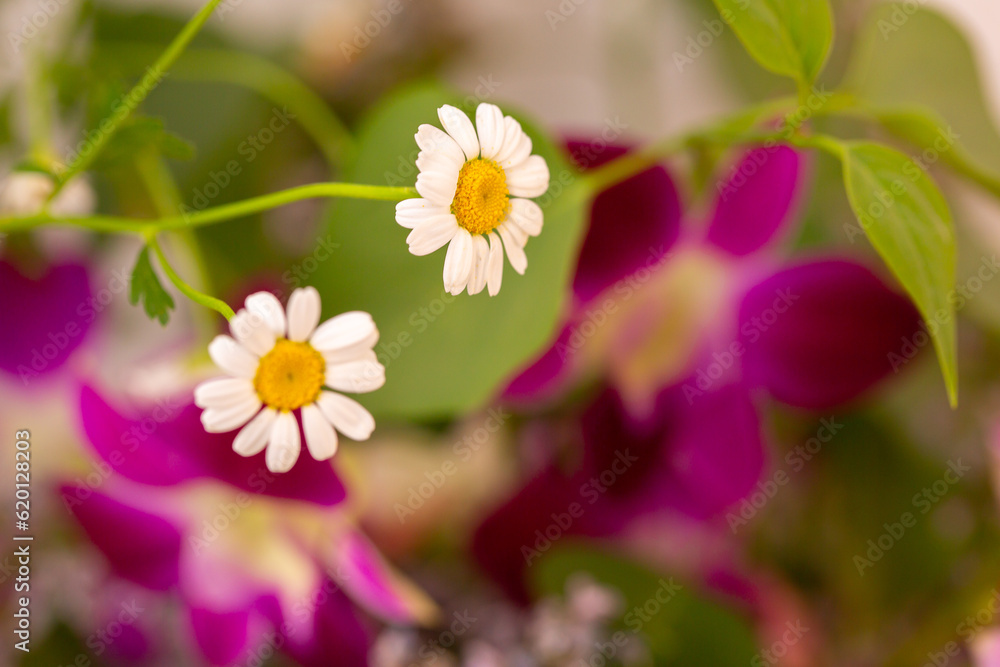Pharmaceutical chamomile flowers growing in nature. Medicinal plant Pharmaceutical chamomile flowers growing in nature. Medicinal plant