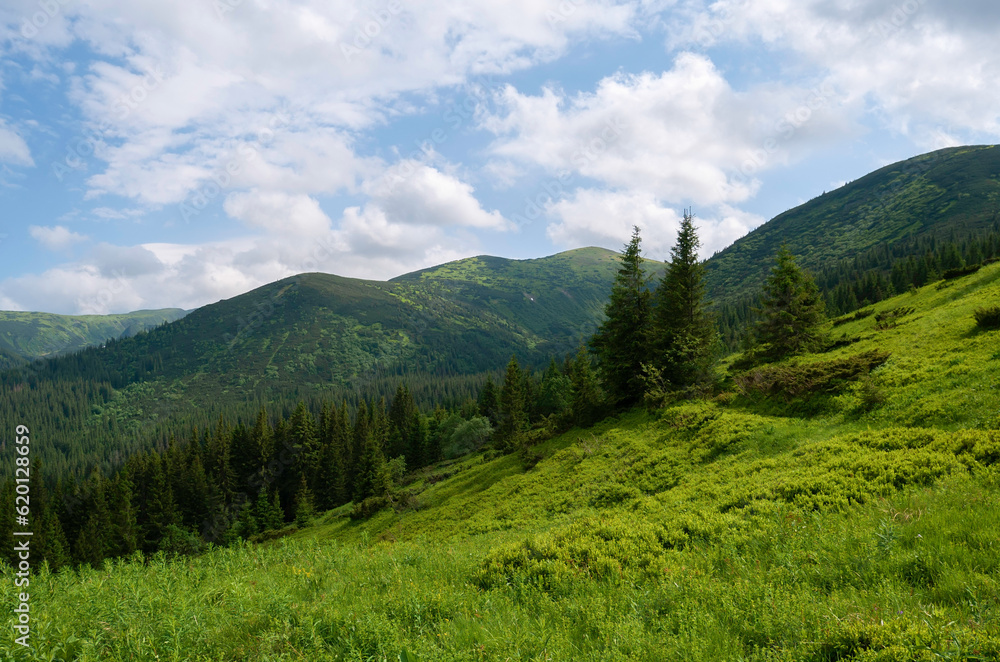 Carpathian mountains covered with forest in summer