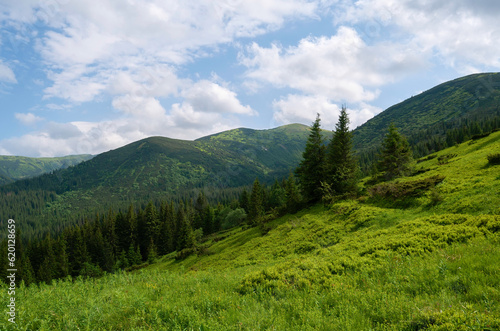 Carpathian mountains covered with forest in summer