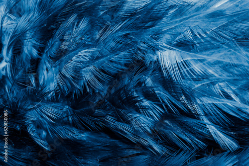 blue feathers with an interesting pattern. background © Krzysztof Bubel
