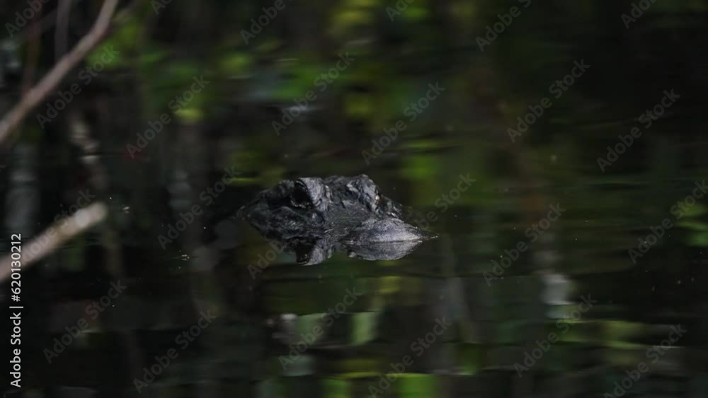 Closeup Of American Alligator Head Above Water With Reflection. Everglades National Park, Florida. Closeup Of American Alligator Head Above Water With Reflection. Everglades National Park, Florida.