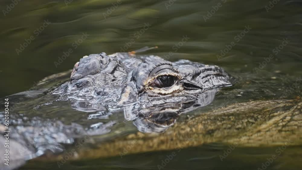 Crocodile Head Over Surface Of The Lake. Close Up Crocodile Head Over Surface Of The Lake. Close Up