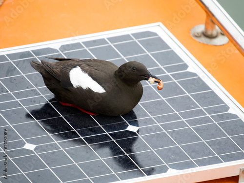 Black guillemot, Cepphus grylle photo