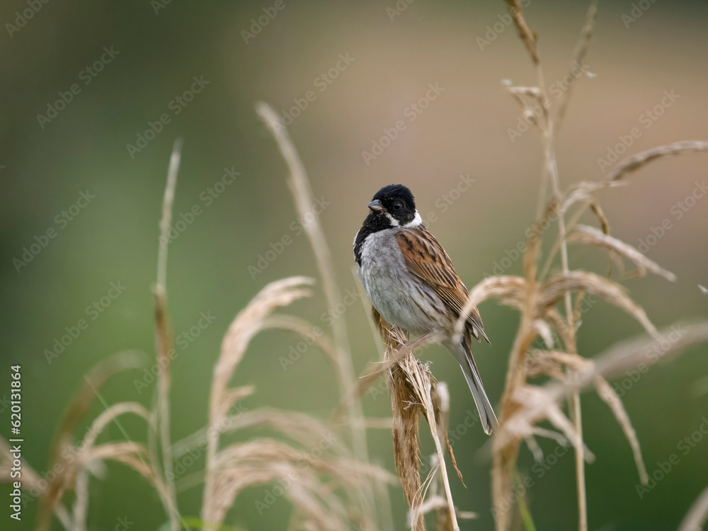 Fototapeta premium Reed bunting, Emberiza schoeniclus