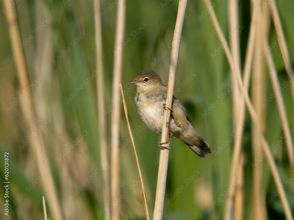 Obraz premium Reed warbler, Acrocephalus scirpaceus