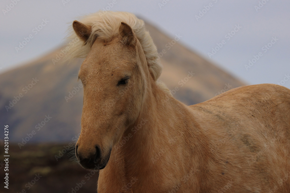 Islandia
