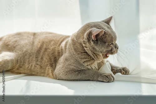 Fototapeta Naklejka Na Ścianę i Meble -  A domestic male Burmese cat, gray with yellow eyes, in a city apartment building. It effectively lies on the windowsill. Natural habitat.