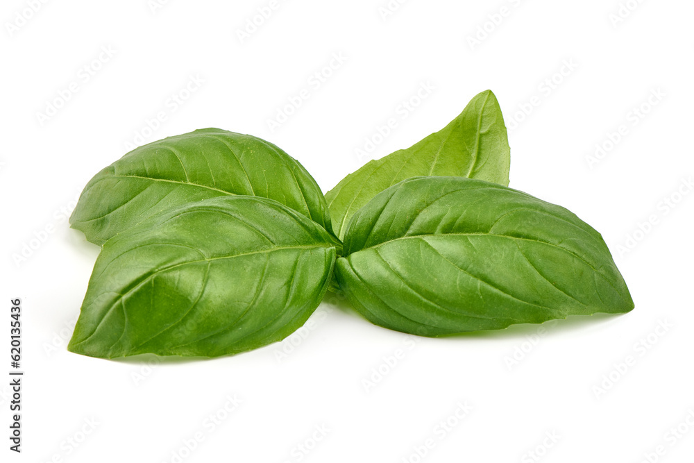 Basil leaves, close-up, isolated on white background. Basil leaves, close-up, isolated on white background.