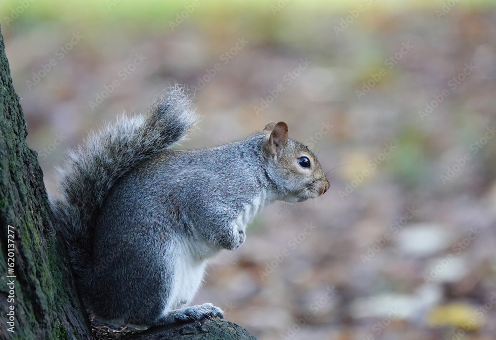 A side view of a cute grey squirrel in a woodland setting. A side view of a cute grey squirrel in a woodland setting.