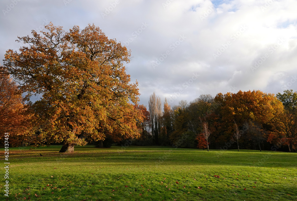 Beautiful autumn colours in a park. 