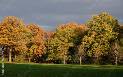 Gorgeous autumn colours on the trees in a park. 