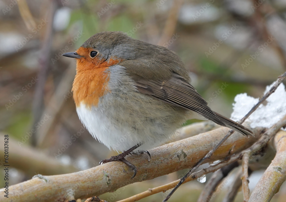 A closeup of a robin perching in a tree on a cold winter's day. A closeup of a robin perching in a tree on a cold winter's day.