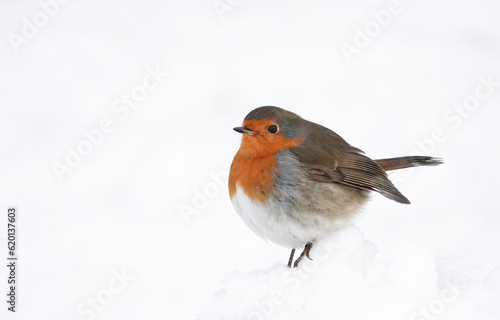 A European robin perching in the snow on a cold winter's day.  © Nigel