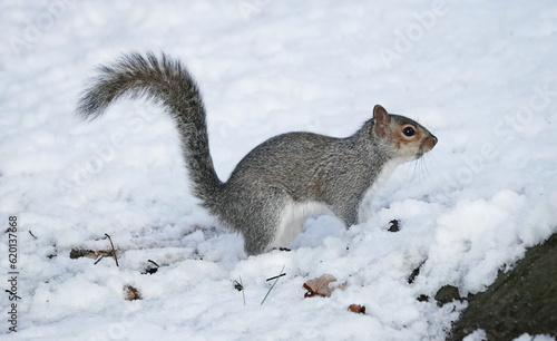 A grey squirrel standing in the snow on the ground in winter. 