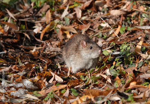 A brown rat foragaing amongst the fallen leaves on the ground. 