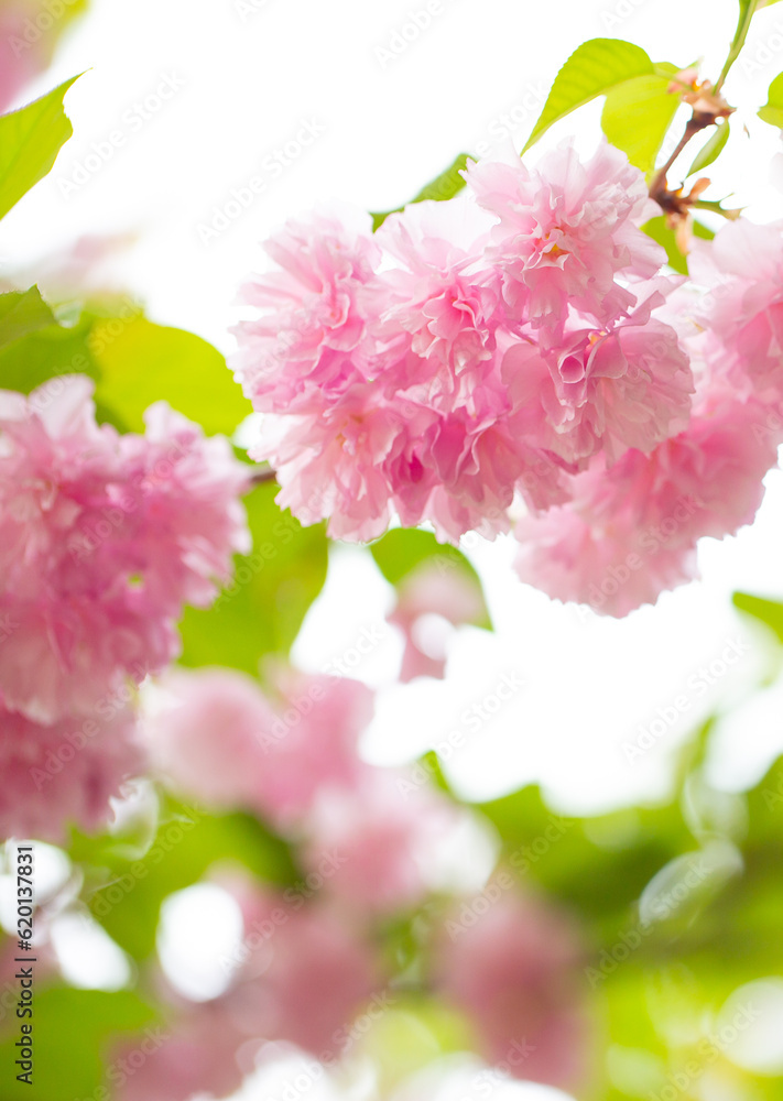 Sakura. Cherry blossom, branches with flowers sway in the wind. Pink flowers of the sakura tree. Spring landscape with flowering trees. Beautiful nature on a sunny day.