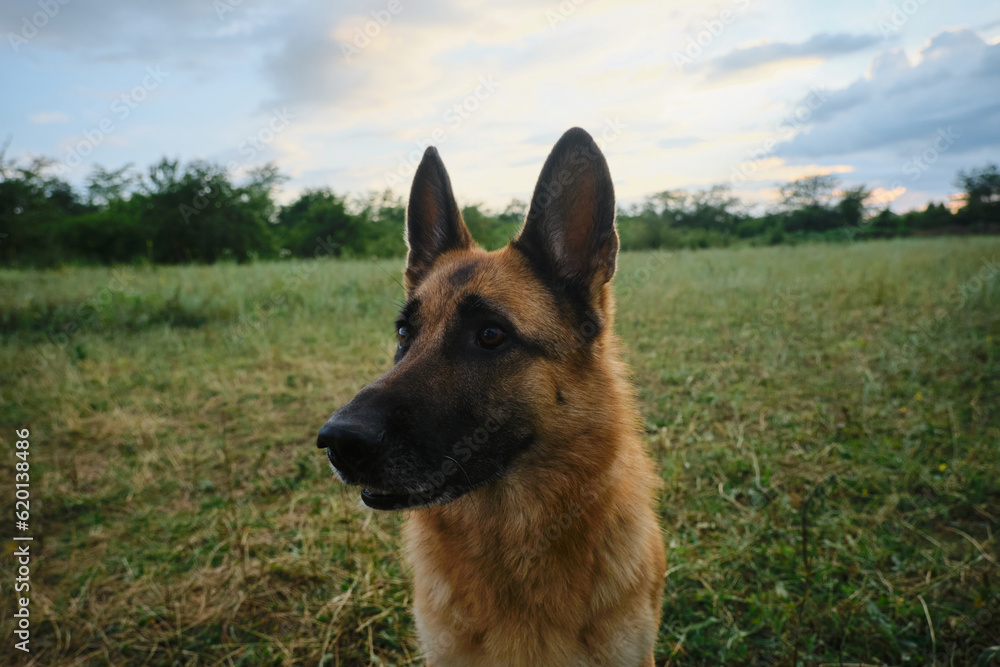 Portrait of a dog from a wide angle angle. A German Shepherd sits in the green grass in the summer at sunset and looks attentively with a concentrated gaze. Portrait of a dog from a wide angle angle. A German Shepherd sits in the green grass in the summer at sunset and looks attentively with a concentrated gaze.