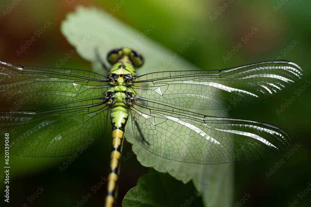 A green dragonfly, (Ophiogomphus cecilia), perches on the leaf of a currant bush. The animal is photographed from above. Details can be seen. The wings are partially shown and shine very nicely A green dragonfly, (Ophiogomphus cecilia), perches on the leaf of a currant bush. The animal is photographed from above. Details can be seen. The wings are partially shown and shine very nicely