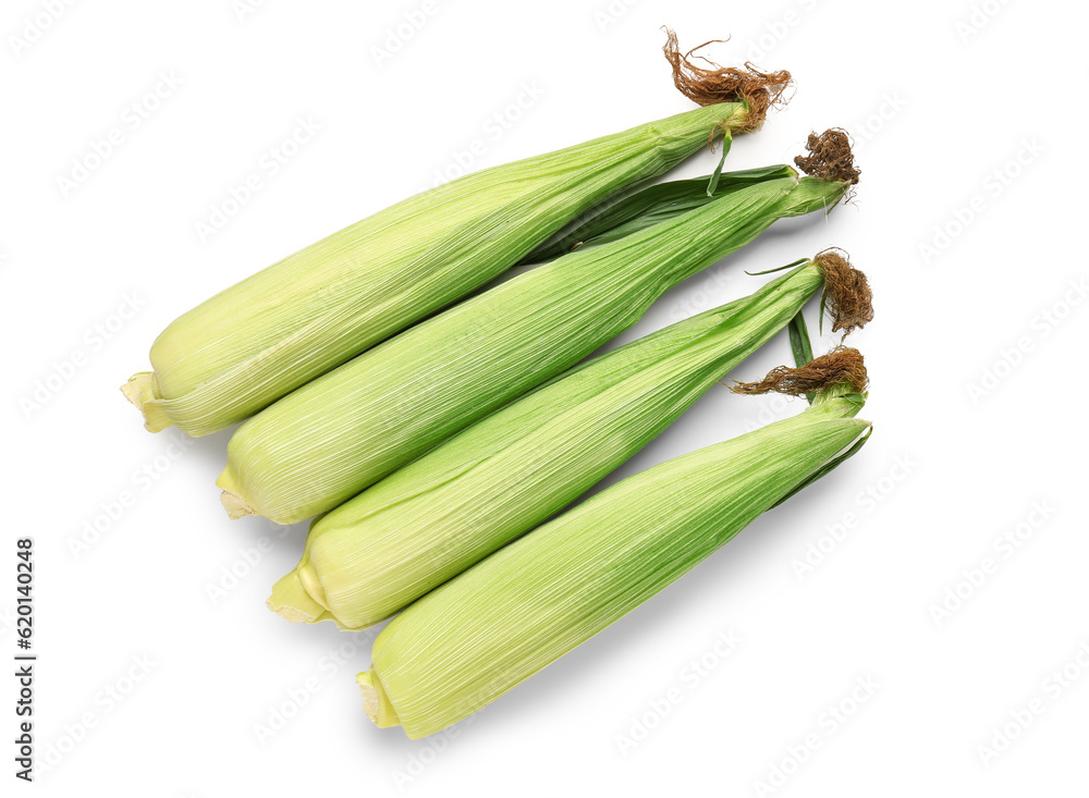 Fresh corn cobs on white background Fresh corn cobs on white background