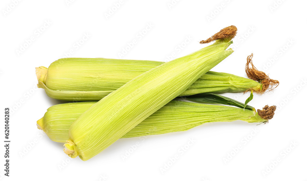Fresh corn cobs on white background Fresh corn cobs on white background