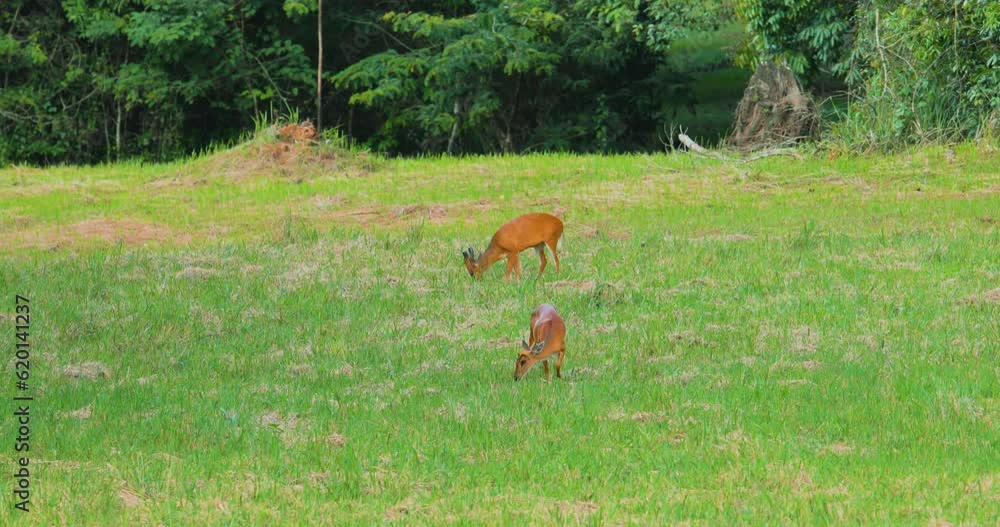Deer Grazing on Grass in Khao Yai National Park in Thailand. Deer Grazing on Grass in Khao Yai National Park in Thailand.