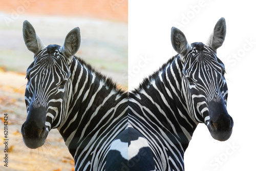 portrait of a zebra in natural conditions and isolated on a white background for easy work for the designer