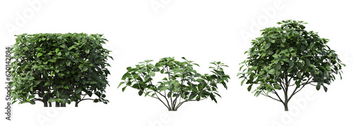 bush isolated on white background  3D illustration  cg render 