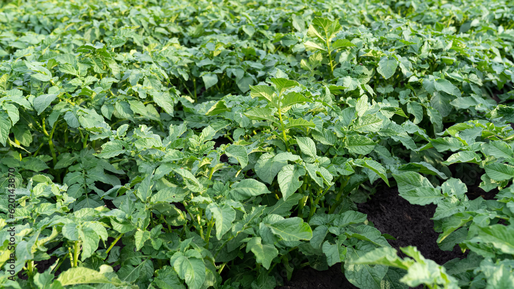 green leaves of young potatoes grow in the garden green leaves of young potatoes grow in the garden
