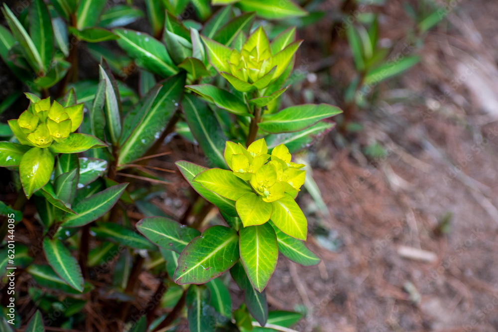 Yellow flower or cushion spurge blooming in spring season. Green and yellow euphorbia plants seen on a trekking trail during trek to everest base camp in nepal. Yellow flower or cushion spurge blooming in spring season. Green and yellow euphorbia plants seen on a trekking trail during trek to everest base camp in nepal.