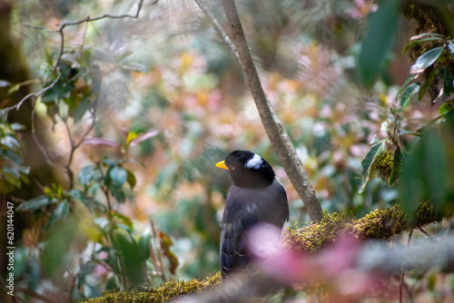 The yellow billed blue magpie or gold billed magpie (Urocissa flavirostris) is a passerine bird. Colorful magpie seen in a forest background.Seen around a trail to everest base camp in nepal himalaya.