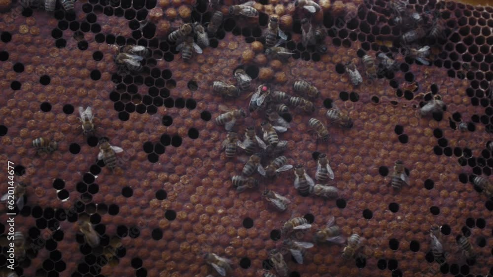 The queen bee in the hive lays her eggs in a honeycomb. Many bees feed and support the uterus. Swarm or Supercedure Cells. Beekeeping (or apiculture). Bee colony in hive. The queen bee in the hive lays her eggs in a honeycomb. Many bees feed and support the uterus. Swarm or Supercedure Cells. Beekeeping (or apiculture). Bee colony in hive.