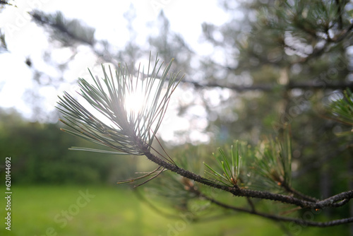 Fototapeta Naklejka Na Ścianę i Meble -  Pine tree needles on a branch and sunshine