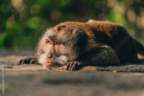Leinwand Poster Close up shot of lying relaxed monkey watching careful