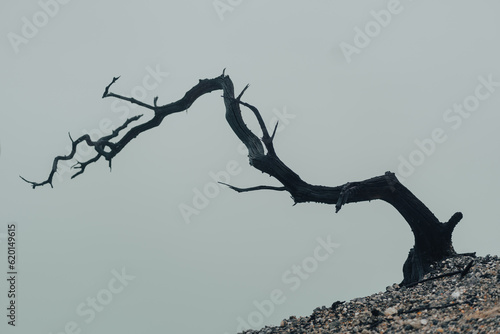 Close up shot of burnt tree branches with cold fog background. Hills vegetation landscape view. photo