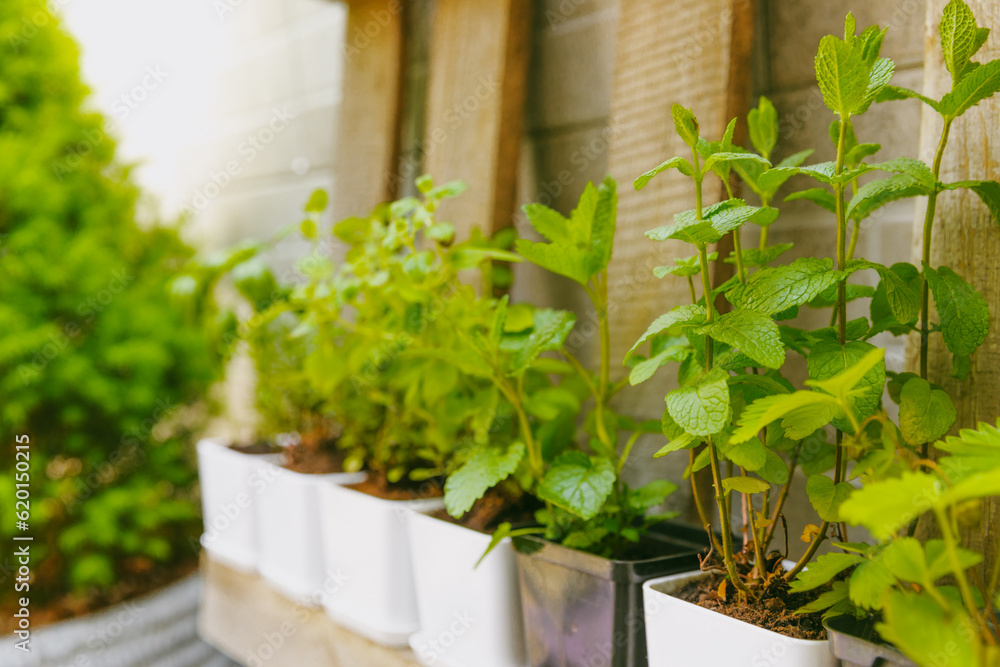 Fresh garden herbs in pots. Rosemary, mint, oregano and strawberries in pots. Seedling of spicy spices and herbs. Assorted fresh herbs in a pot. Home aromatic and culinary herbs. Fresh garden herbs in pots. Rosemary, mint, oregano and strawberries in pots. Seedling of spicy spices and herbs. Assorted fresh herbs in a pot. Home aromatic and culinary herbs.