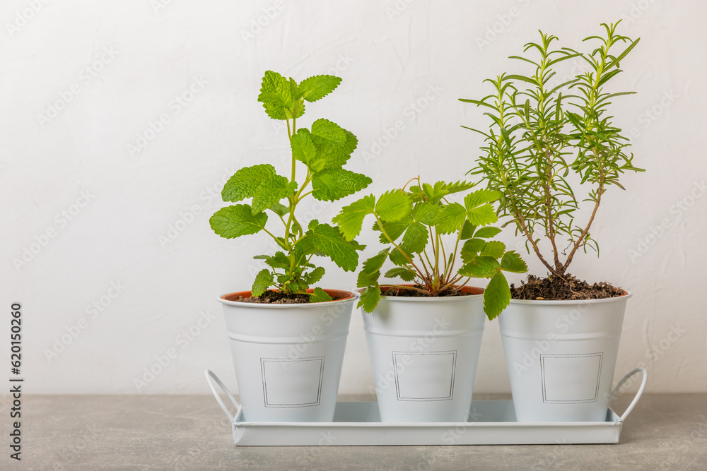 Obraz premium Fresh garden herbs in pots. Rosemary, mint and strawberries in pots on a light textured background. Seedling of spicy spices and herbs. Assorted fresh herbs in a pot. Home aromatic and culinary herbs.