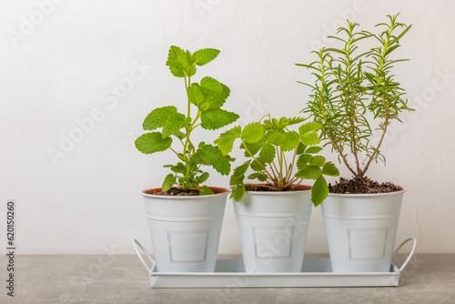 Fresh garden herbs in pots. Rosemary, mint and strawberries in pots on a light textured background. Seedling of spicy spices and herbs. Assorted fresh herbs in a pot. Home aromatic and culinary herbs. © Avocado_studio