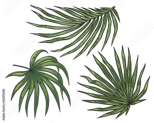 Tropical plants or summer exotic leafs for decoration wedding or florist shop. Nature exotic plant with palm leafs for vector tropic design