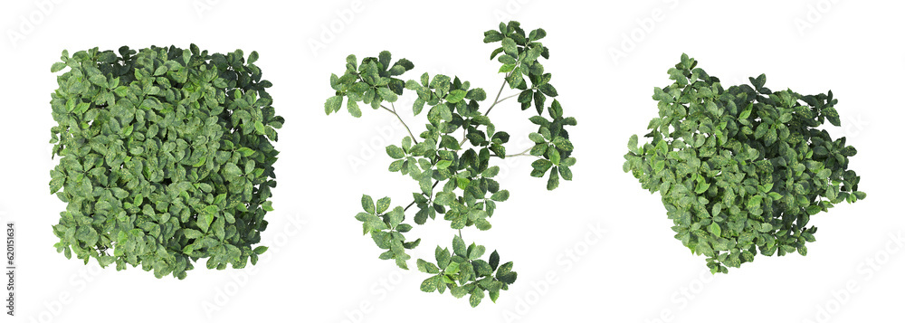 bush, top view, isolated on white background, 3D illustration, cg render
bush, top view, isolated on white background, 3D illustration, cg render