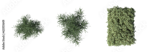 bush, top view, isolated on white background, 3D illustration, cg render 