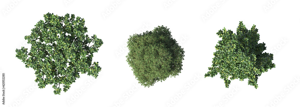 bush, top view, isolate on a transparent background, 3D illustration, cg render
bush, top view, isolate on a transparent background, 3D illustration, cg render