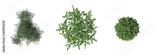 bush, top view, isolate on a transparent background, 3D illustration, cg render
