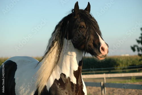 Beautiful approved Irish Cob Stallion Boris