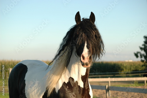 Beautiful approved Irish Cob Stallion Boris photo