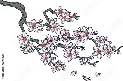 Sakura branch with flowers. Eastern plant with petal and bud s for wedding and spring design photo