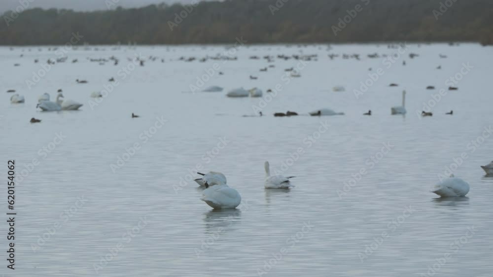 Ducks and Swans wintering in Pea island National Wildlife Refuge Ducks and Swans wintering in Pea island National Wildlife Refuge