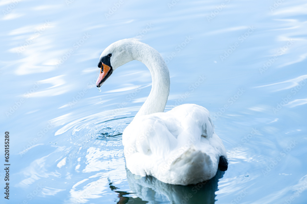 Fototapeta premium Weißer Schwan