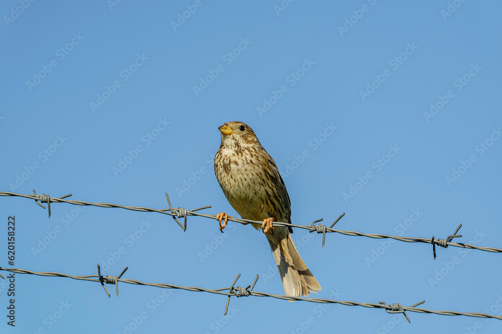 custom made wallpaper toronto digitalCorn Bunting (Emberiza calandra) perched on fence wire